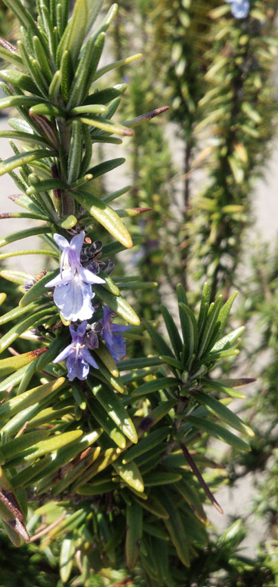 Rosemary