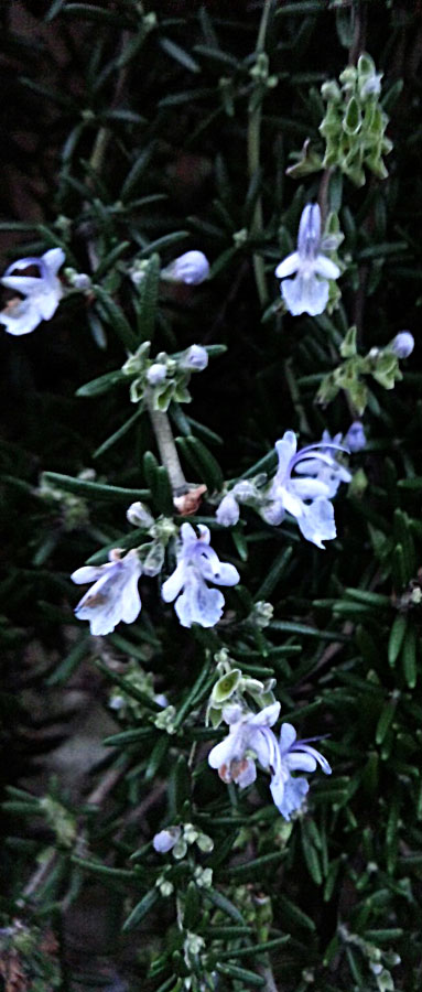 Rosemary